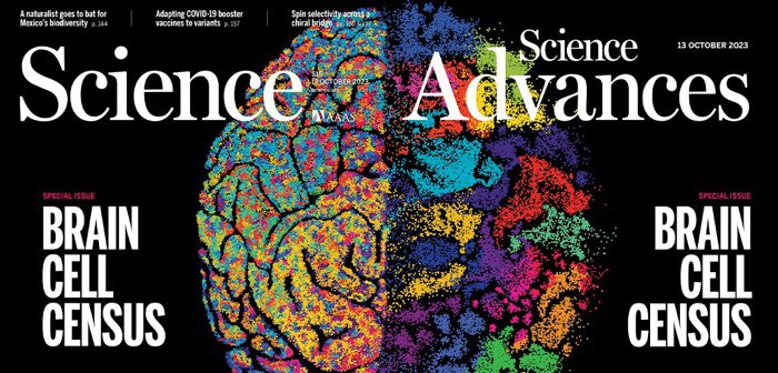 VEJA: Atlas detalhado do cérebro revela pistas sobre o que nos torna humanos